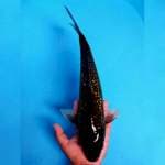 Besar Murah 41cm. #06