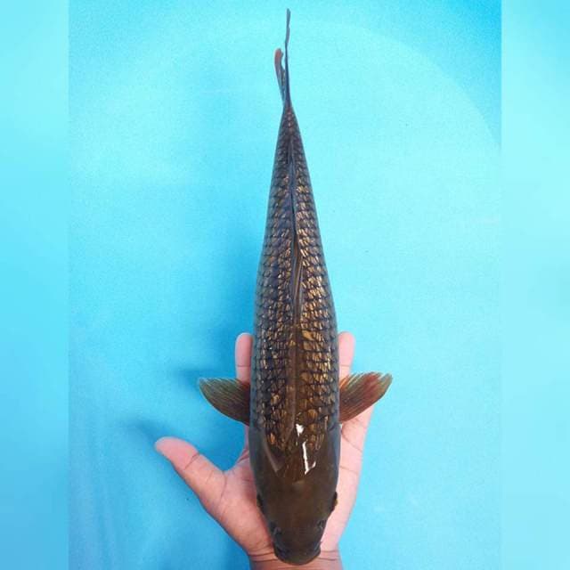 Besar Murah 44cm.  #08