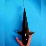 Besar Murah 44cm.  #09