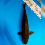 Besar Murah 50cm.  #11