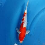 Doitsu Kohaku 33cm