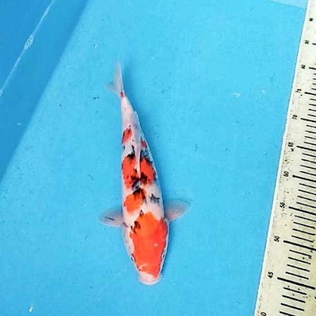 SANKE TAJIMA