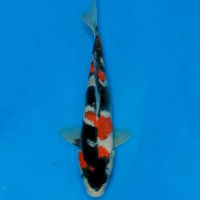 Showa kindai 23cm 