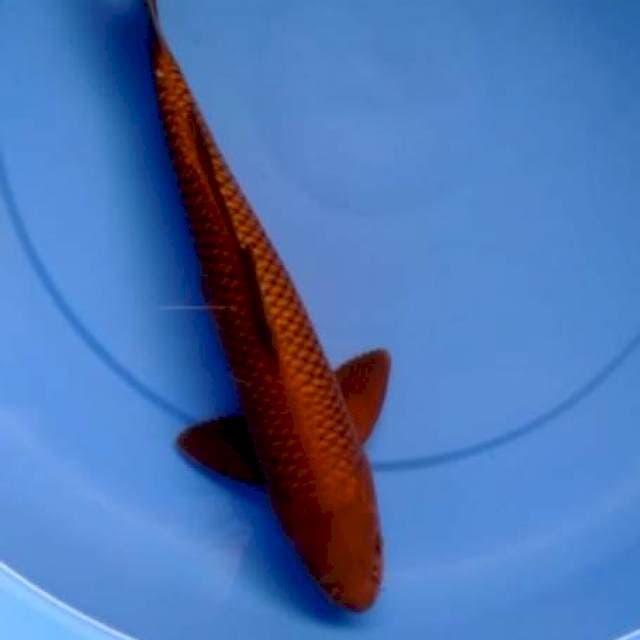 Tembaga