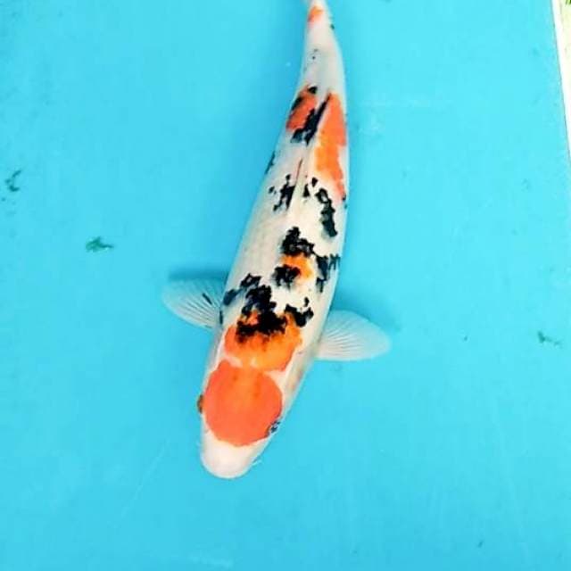 MARUTEN JUMBO