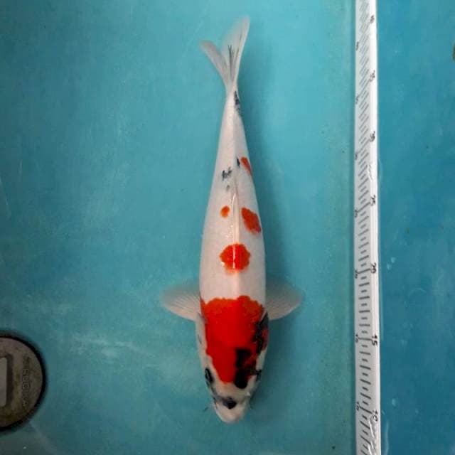 Kindai showa male