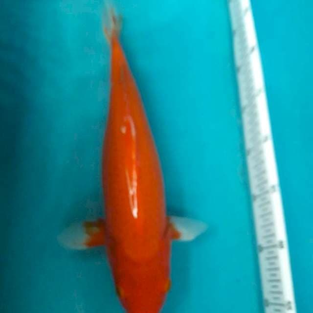 Akahajiro ngupu