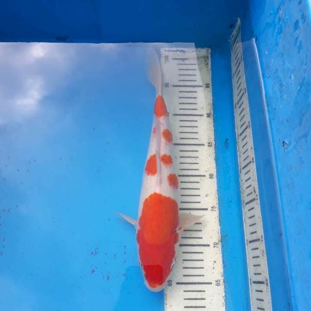 KOHAKU SAKURA