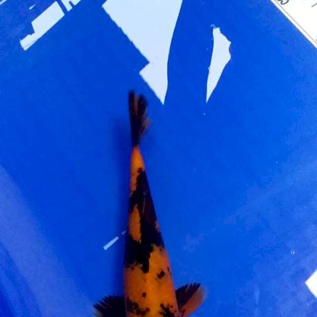 Chagoi