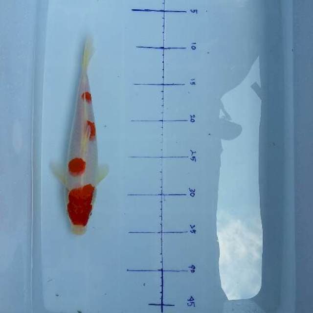 Kohaku