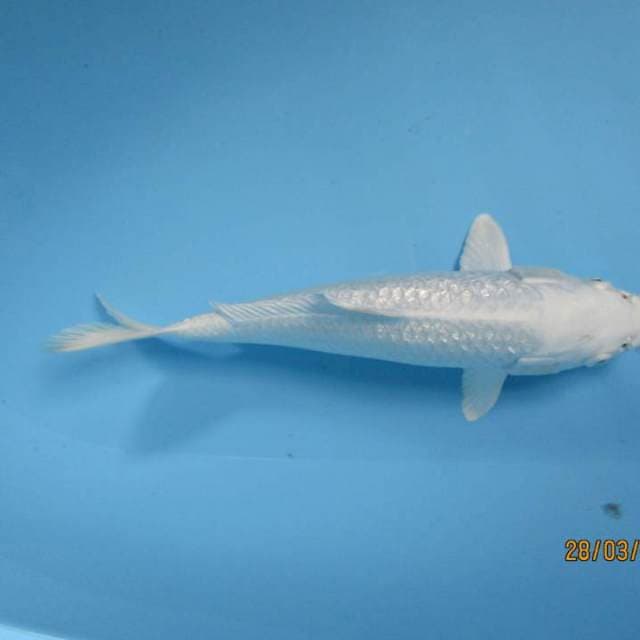 Platinum 27cm