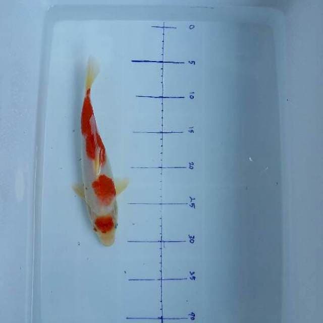 Maruten Kohaku