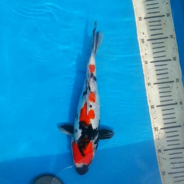 32cm showa aragoke Male
