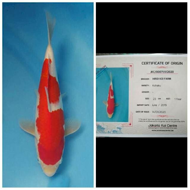 Hiroi Kohaku Bulky 