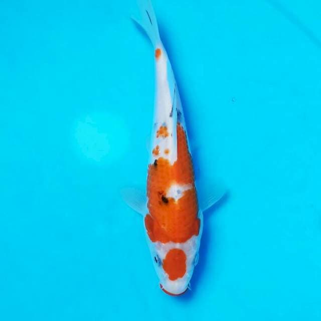 Sanke 15cm