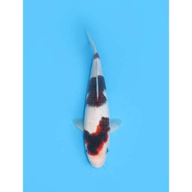 Budo Goromo - 27cm