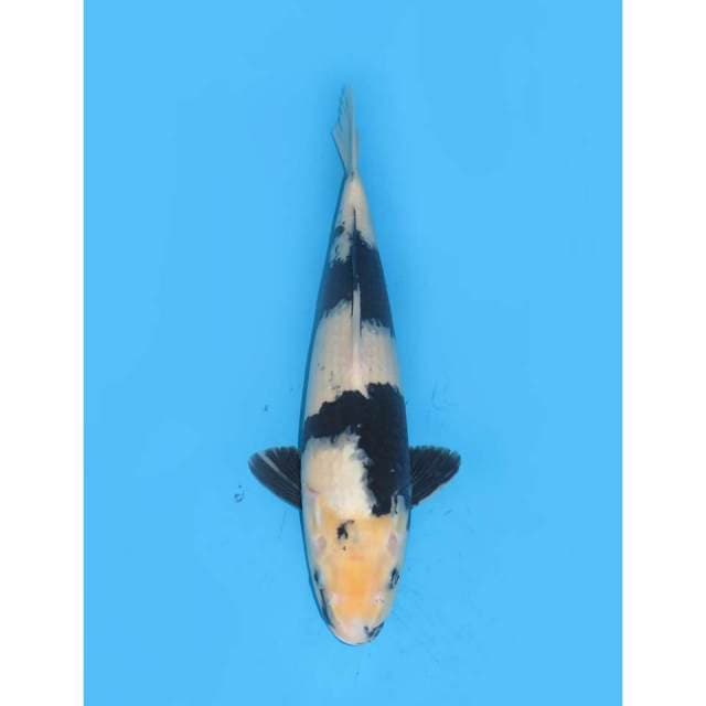 Jumbo Shiro Utsuri - 42cm