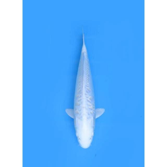 Platinum Putih Bersih - 35cm