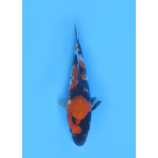 Showa Sanshoku - 25cm
