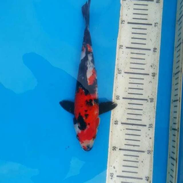 Showa 29cm Male
