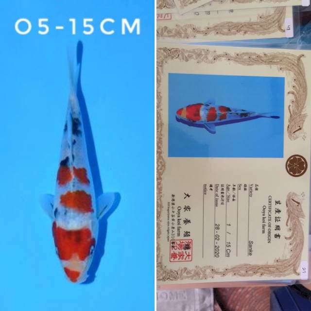 ooya sanke 15cm sertifikat