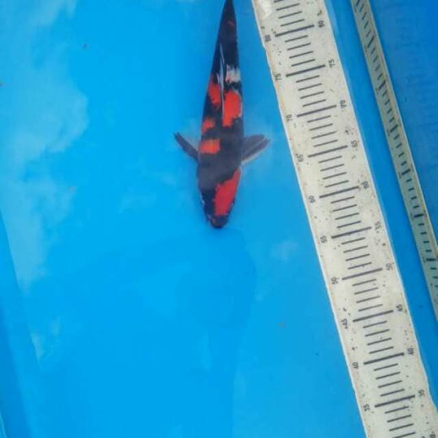 32cm showa Male