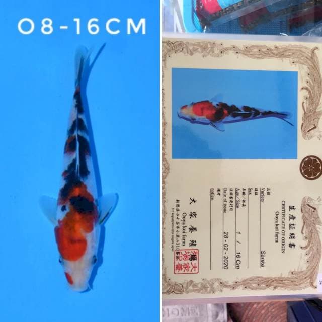 ooya sanke 16cm sertifikat