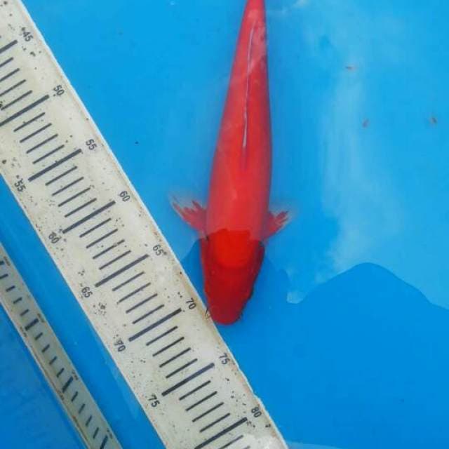 30cm Aka hajiro Male