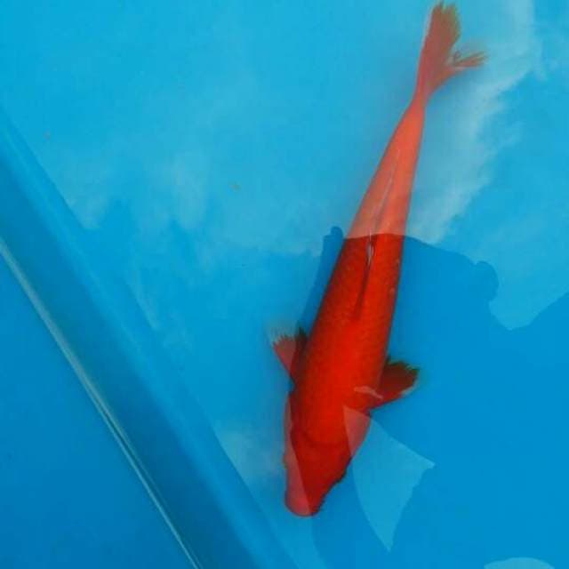 27cm Aka hajiro Male