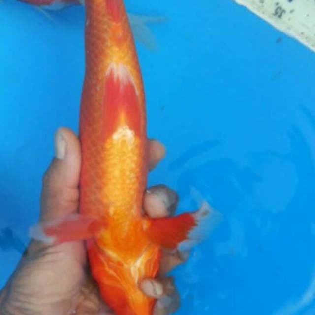27cm Aka hajiro Male