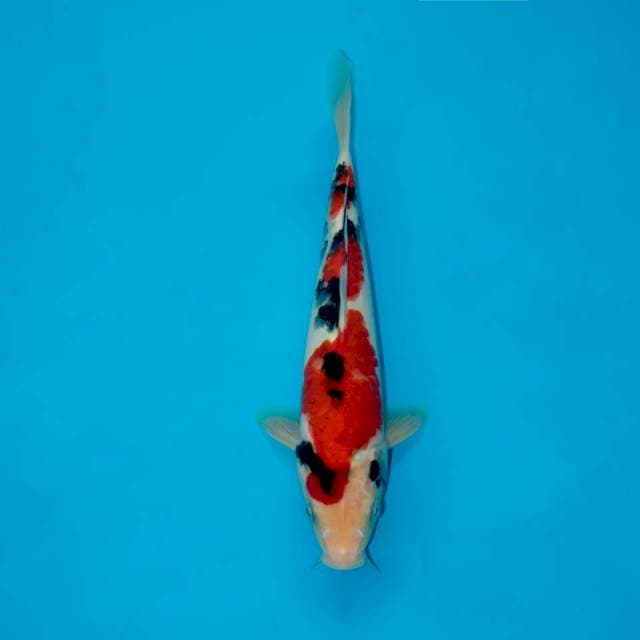 QUALITY SANKE 22 CM MALE