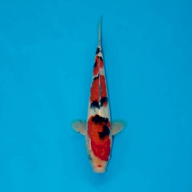 TAISHO SANKE 23 CM MALE