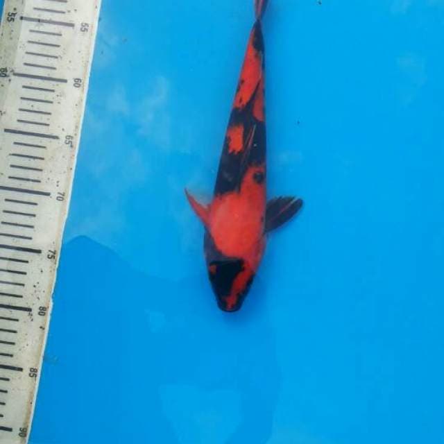 29cm utsuri Male