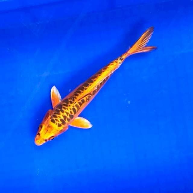 Hikari Aragoke # 28cm