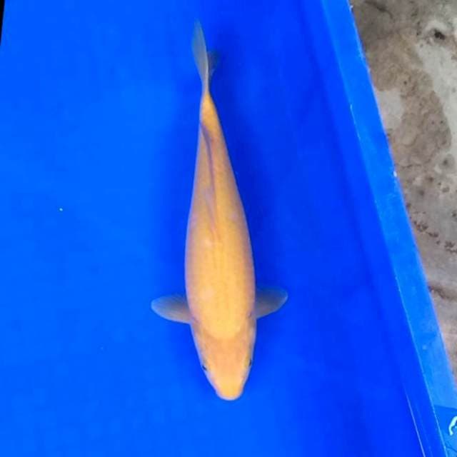 Karashi Ginuk # 29cm