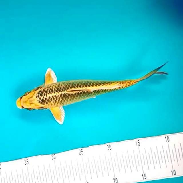Kawarimono # 27cm