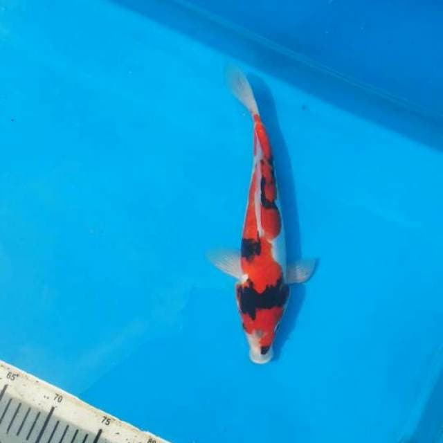 29cm showa doitsu Male