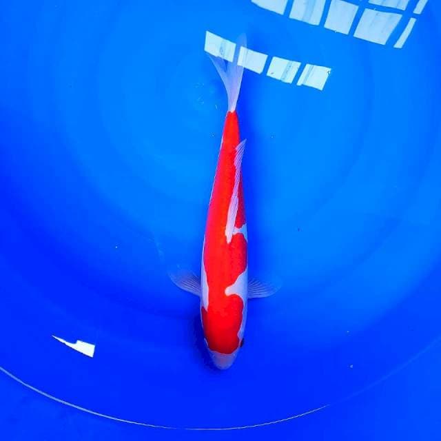 Kohaku doit 36cm male