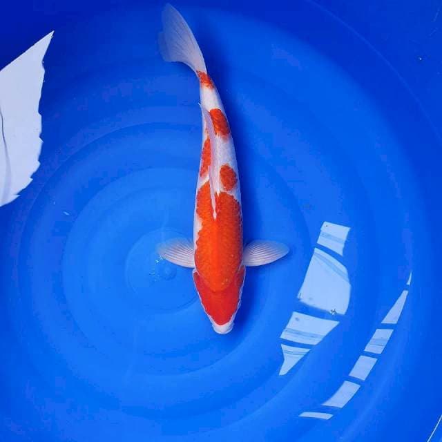 Kohaku HQ 39cm male