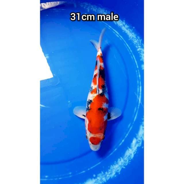 SHOWA 31cm MALE