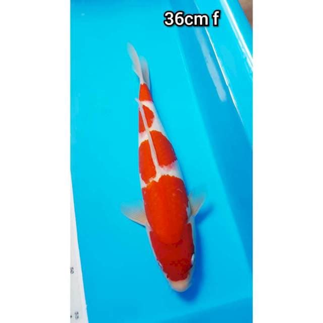 YONDAN KOHAKU 36cm