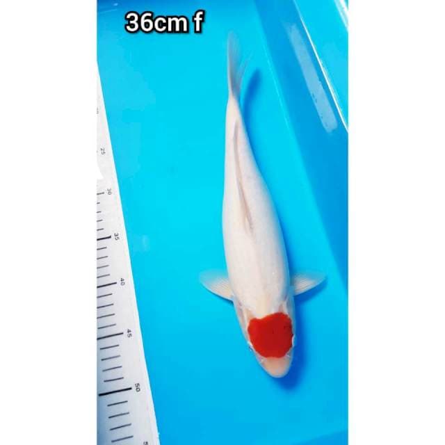 TANCHO 36cm 