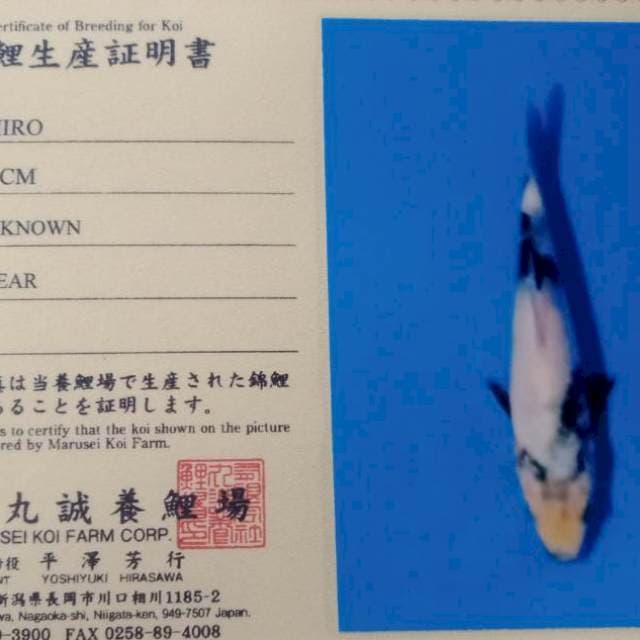 Shiro import marusei farm