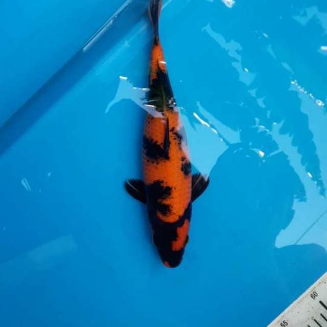 Hiu Female 32cm