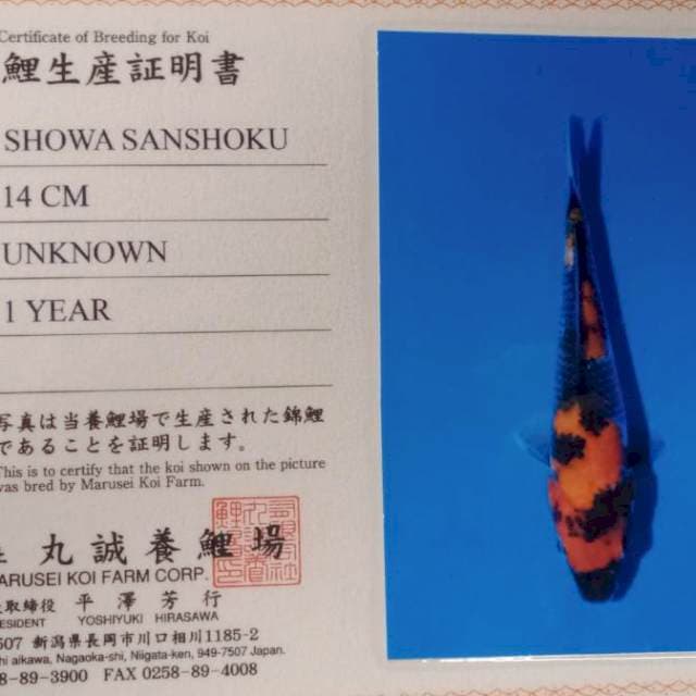 Showa marusei farm import