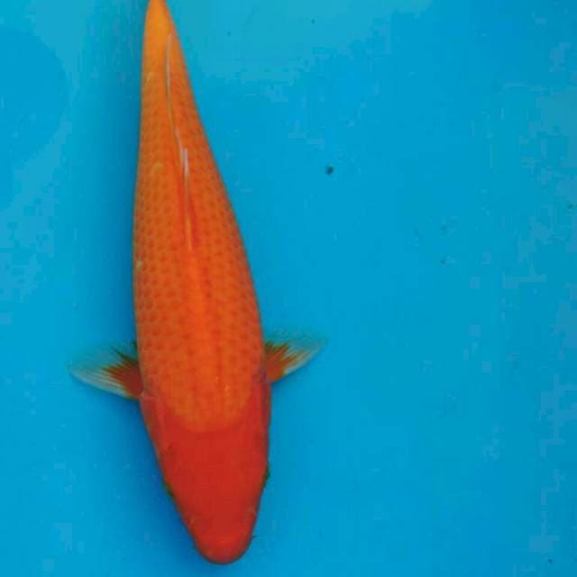 AKA HAJIRO 30CM
