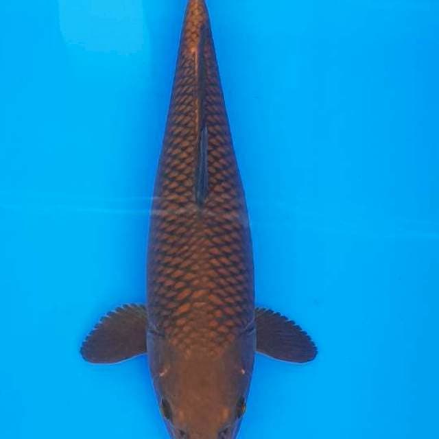 TEMBAGA CHAGOI 40CM