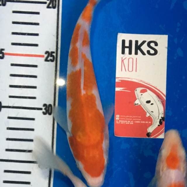 Kohaku Istimewa