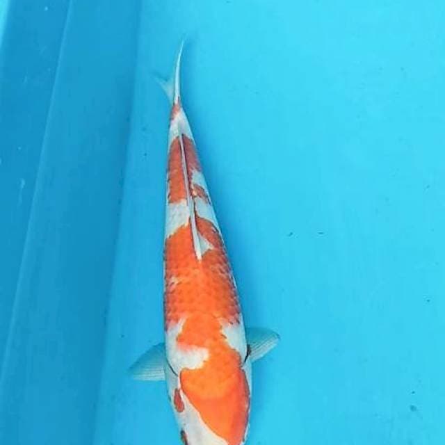 KOHAKU BONGSOR