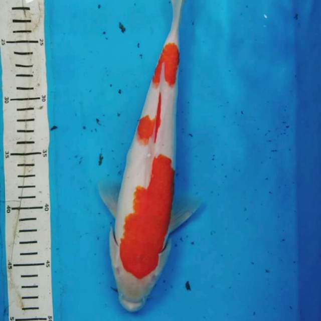 KOHAKU STRONG 32CM